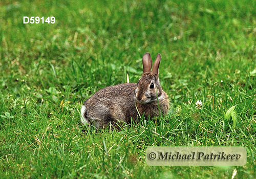 Eastern Cottontail (Sylvilagus floridanus)